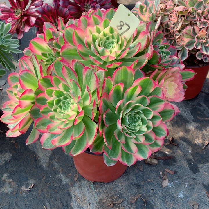 87海王多肉一物一拍～