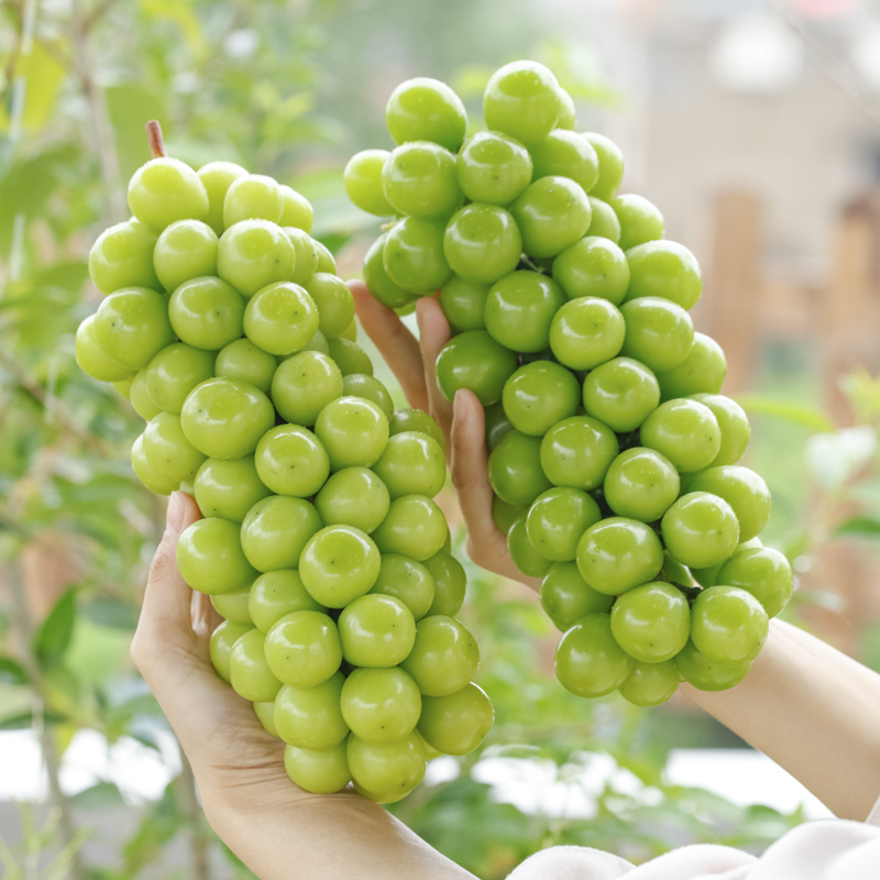 【顺丰次日达】云南头茬阳光玫瑰葡萄纯甜青提新鲜采摘水果5斤装云南省