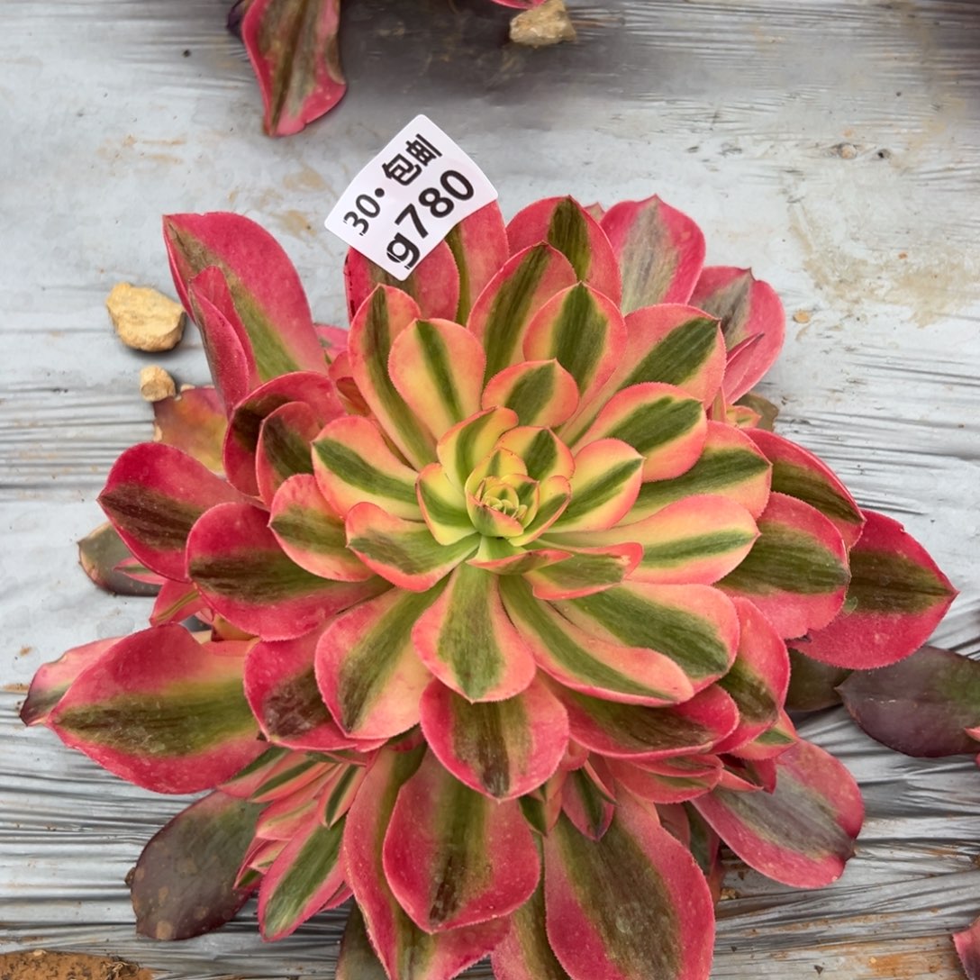 780香妃多肉法师