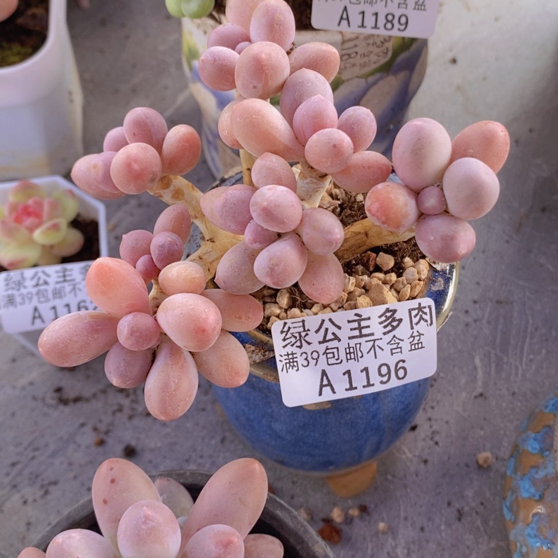 香水手指奶8cm1196多肉植物