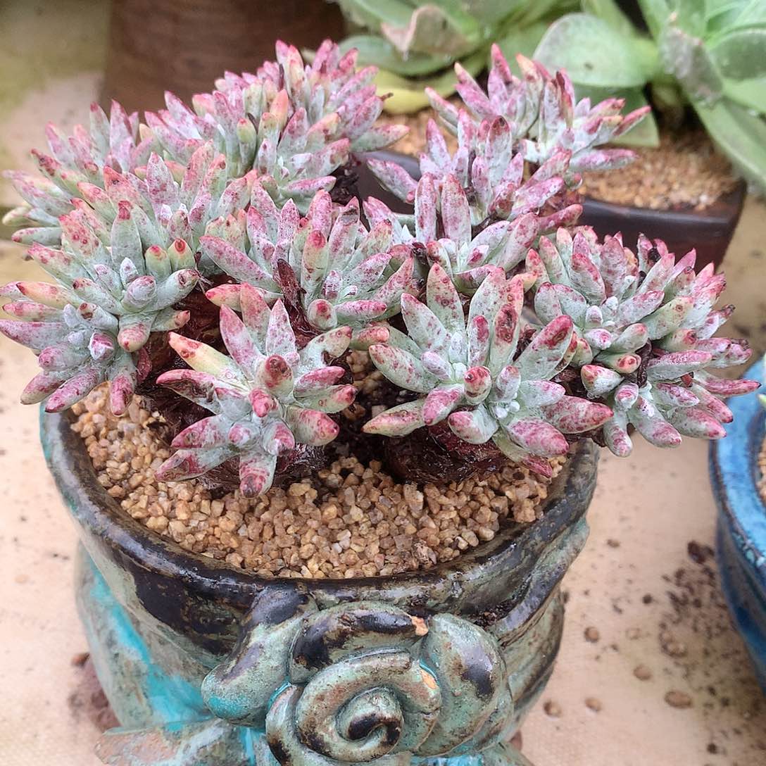 9105雪花仙女杯多肉