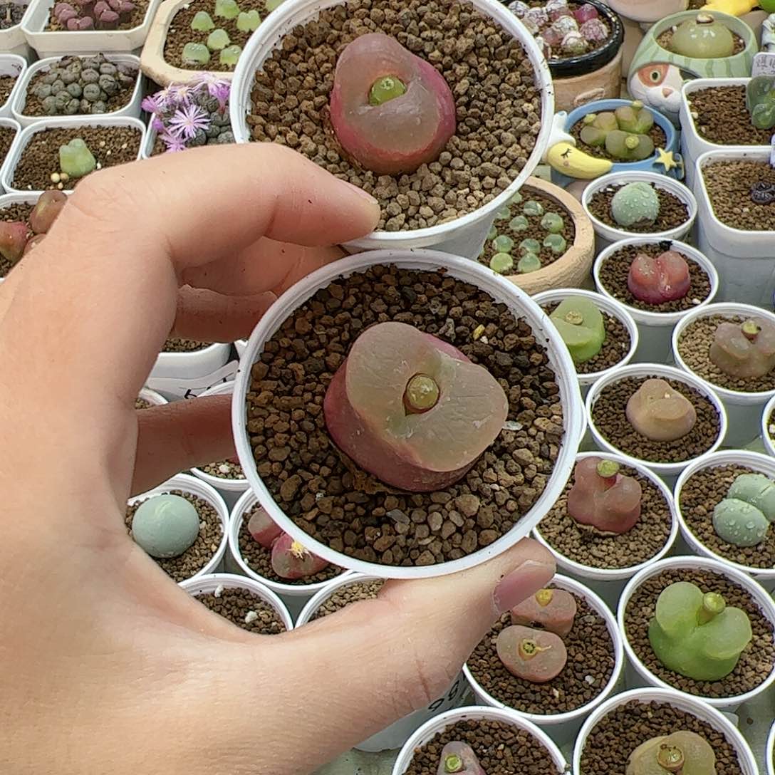 【闪购商品】?****包289 一起