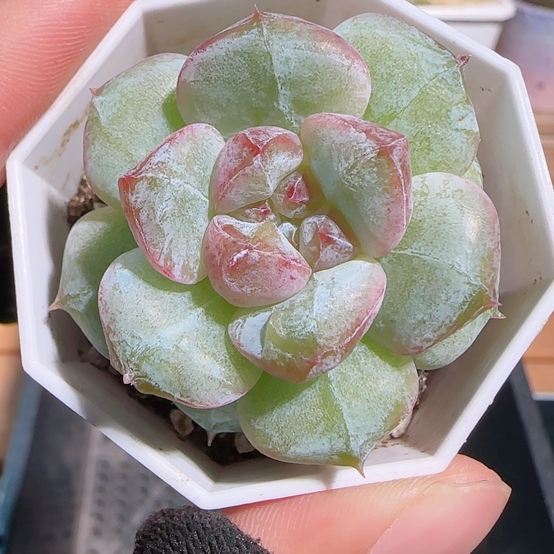 多肉1031--38石化