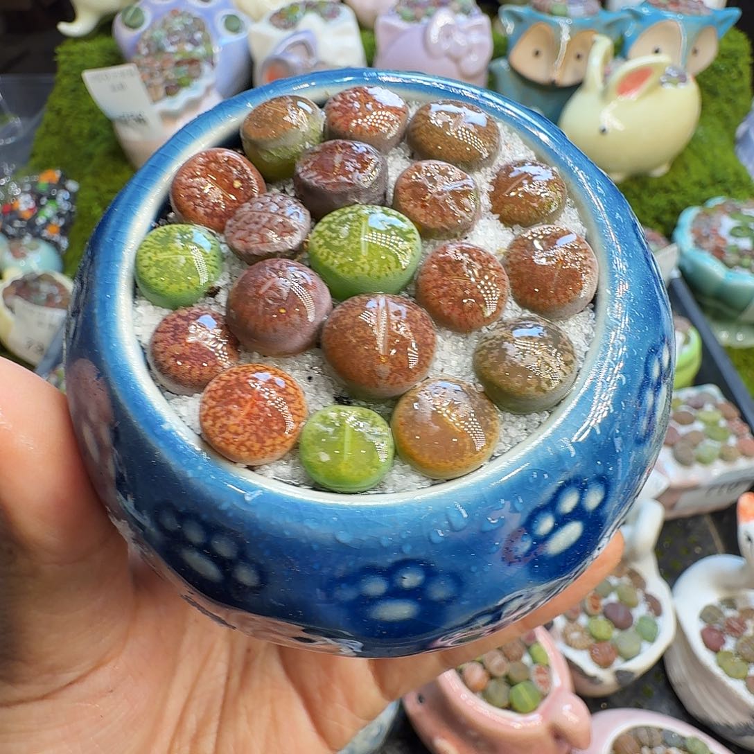 多肉植物福利冲757