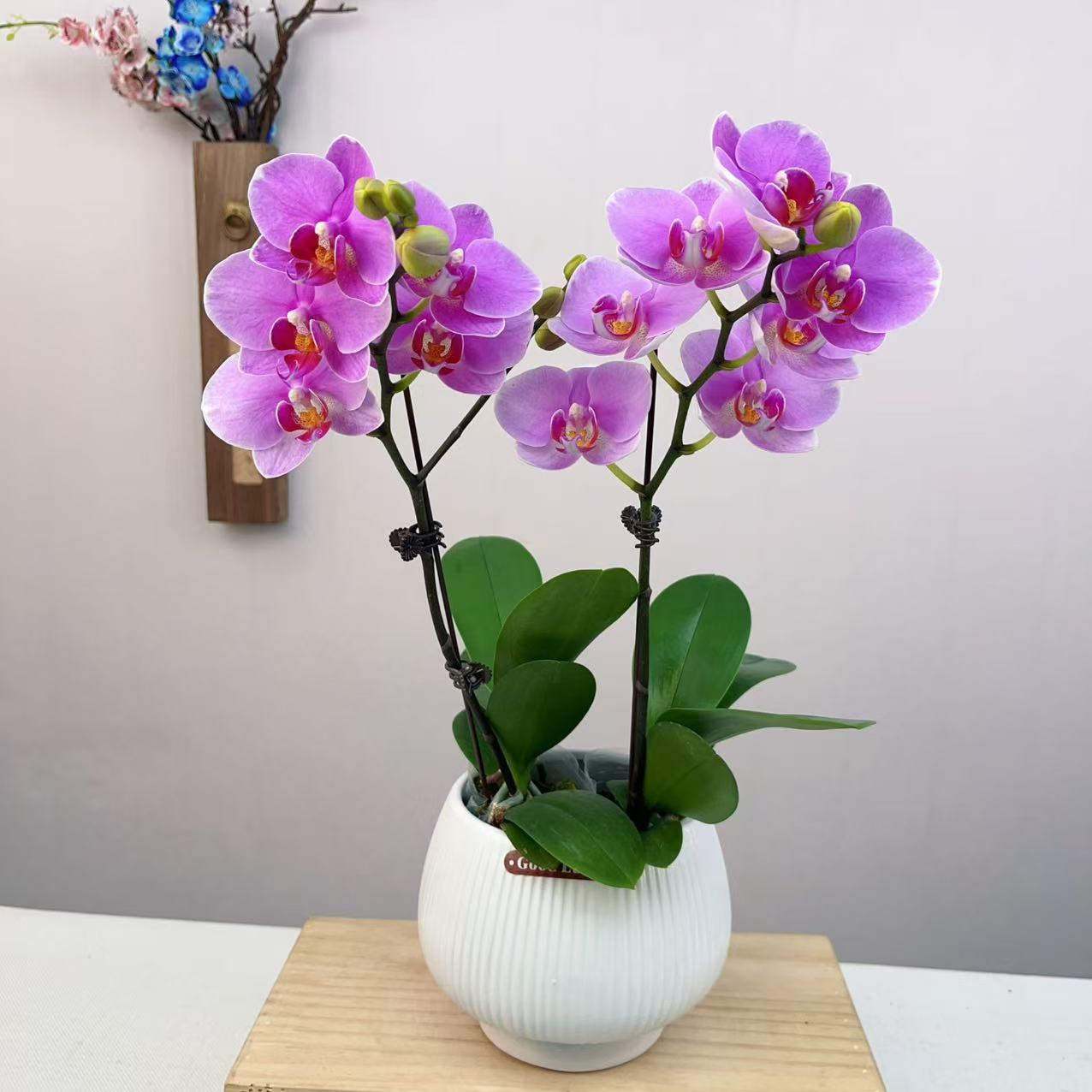 [紫蝶01]蝴蝶兰花卉室内花卉