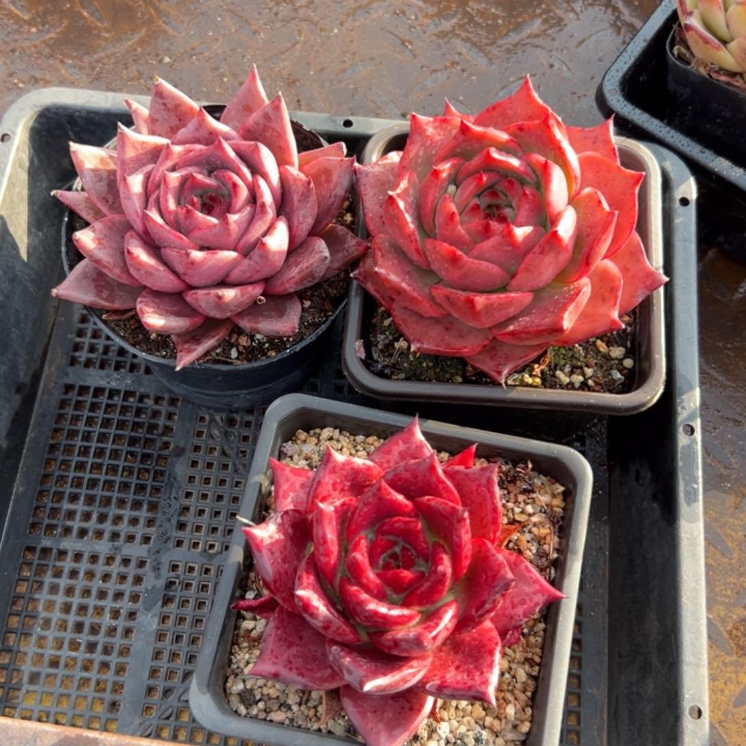 珍多肉精选编号0114.317