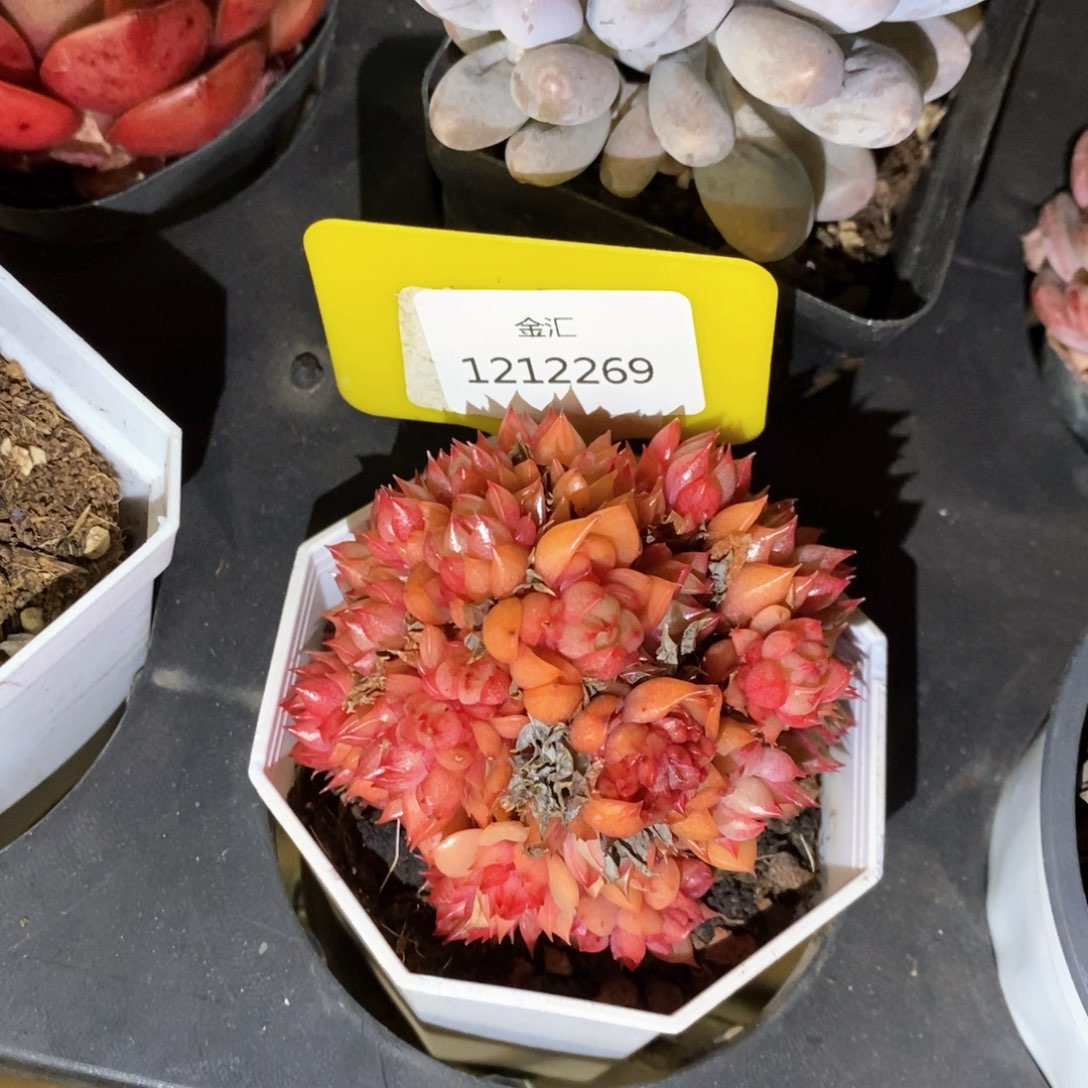 福利多多。1212269