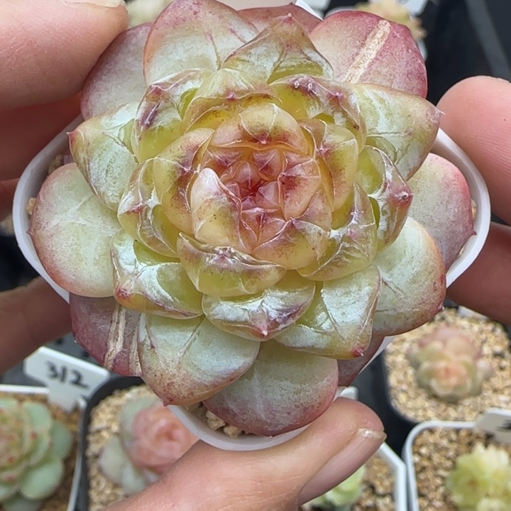 421号果冻甜心有叶伤