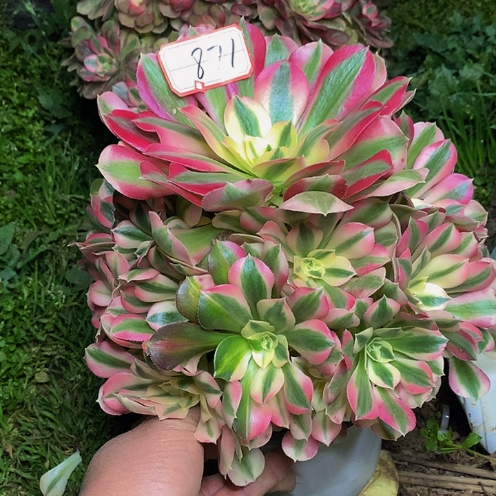 粉初恋老桩捧花871号