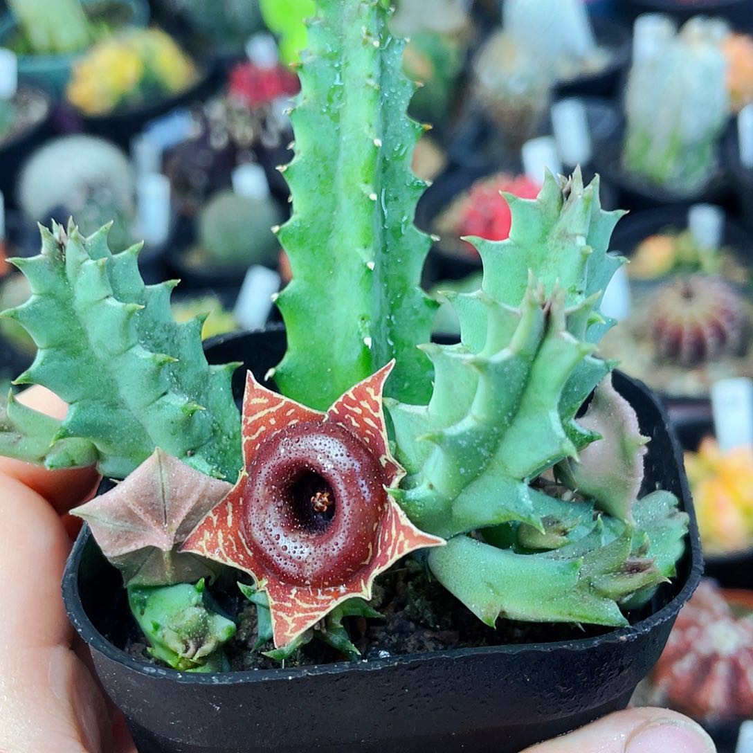 甜甜圈非偏远地区满25包邮仙人球