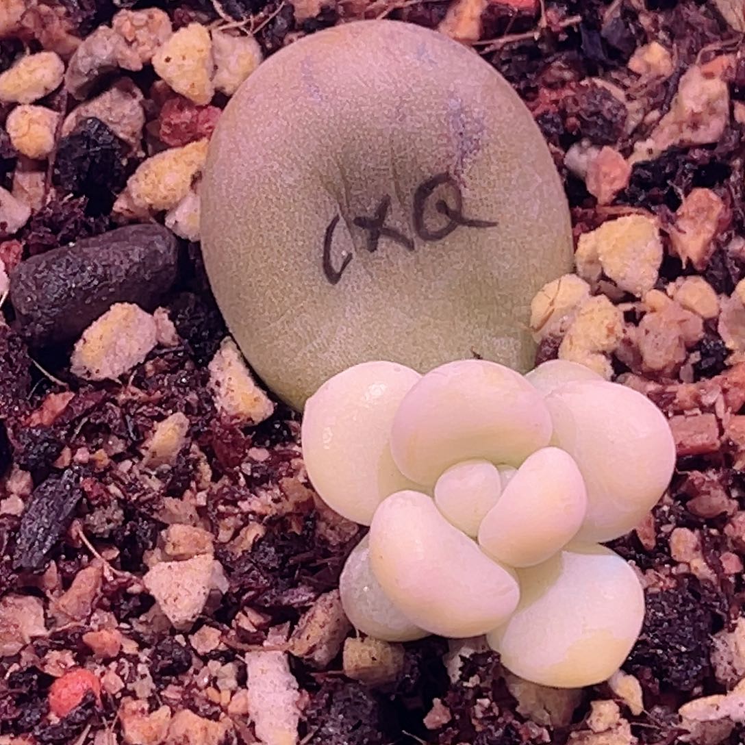 尚品园艺福利橙雪球锦