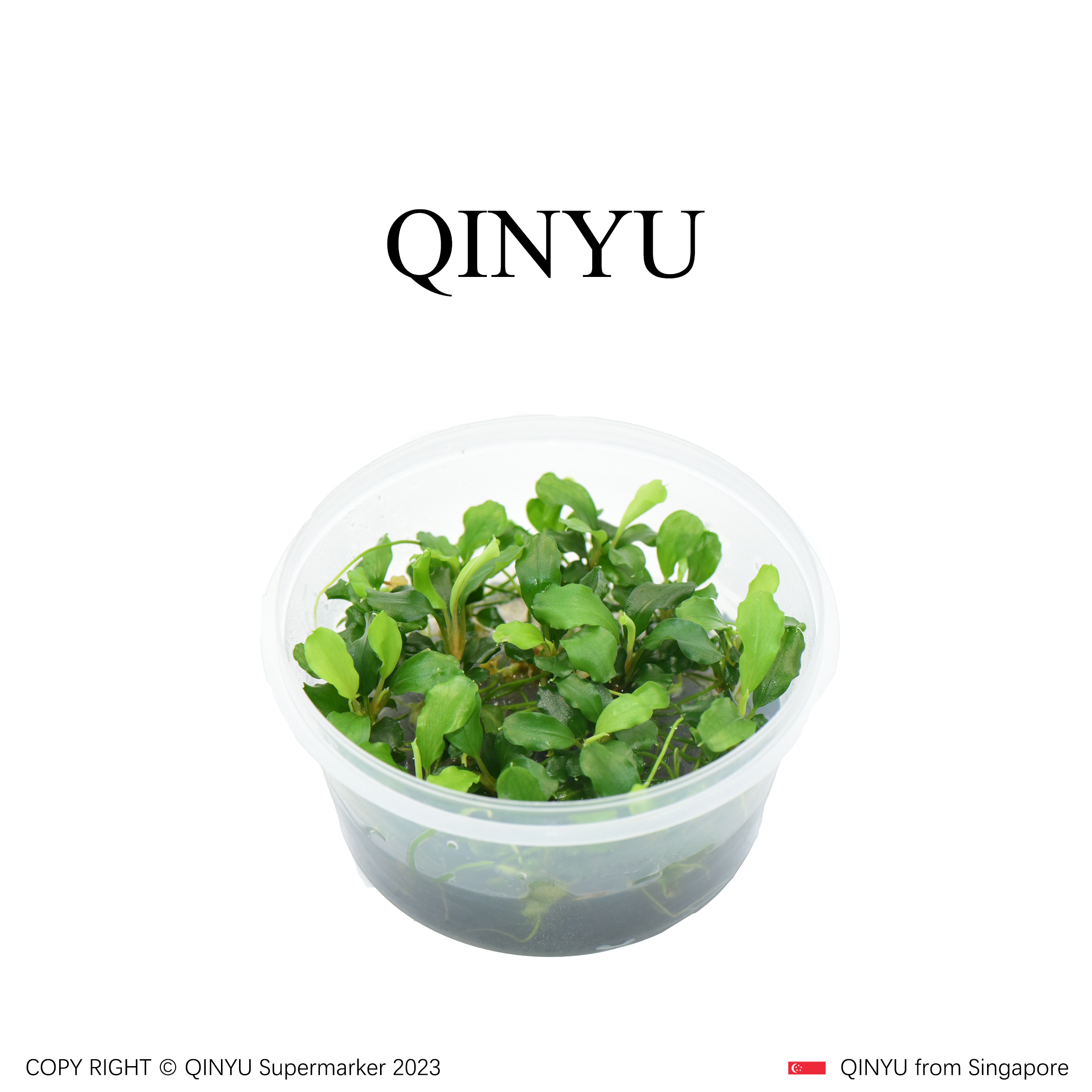 【无菌杯专场】无菌杯蓝精灵辣椒榕 铺地水草需底沙水草泥种植