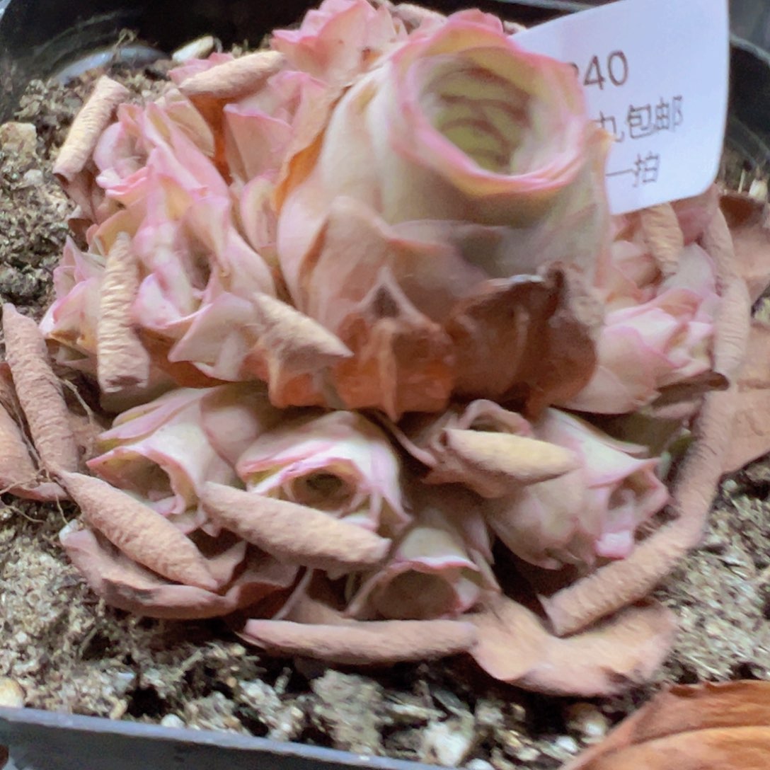 240 带盆土发货无售后