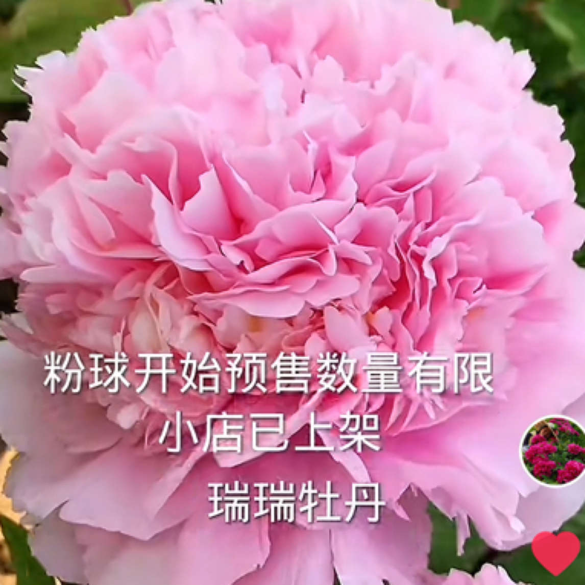 粉球粉色牡丹大花重瓣观赏大苗树苗庭院盆栽菏泽基地直发