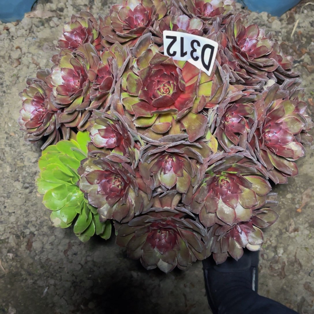 千面男爵28///////46包邮