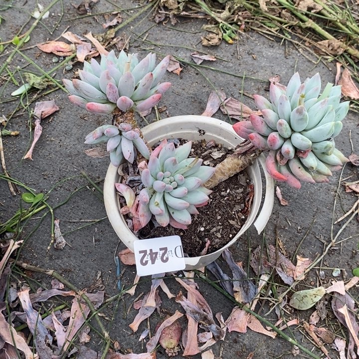 疯***子242所罗门多肉植物多肉