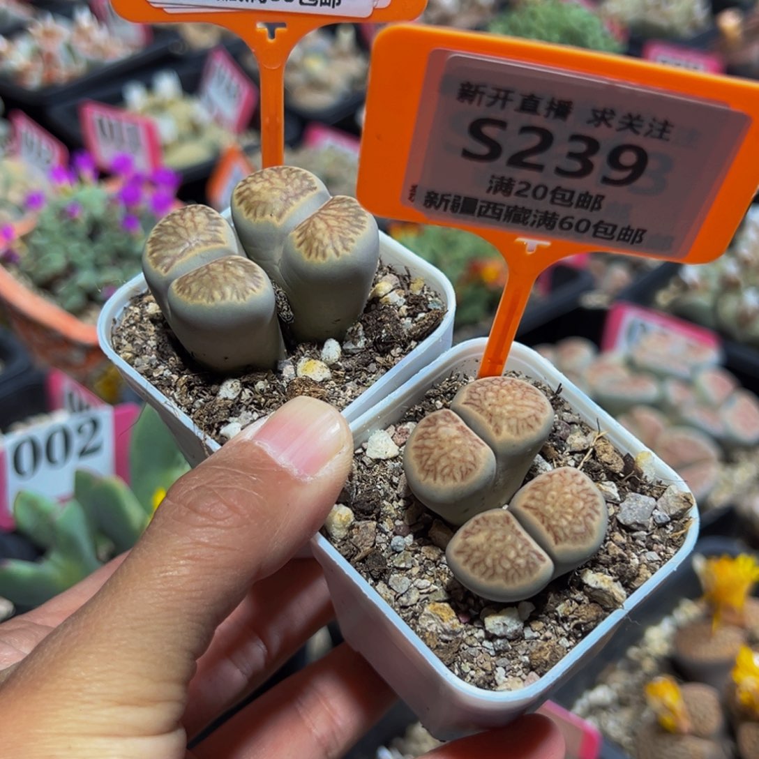238.239 一物一拍，退款3次，自动关屋，默认有伤，介意勿拍，不退不换