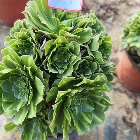 轻***舞多肉植物翡翠琉璃376