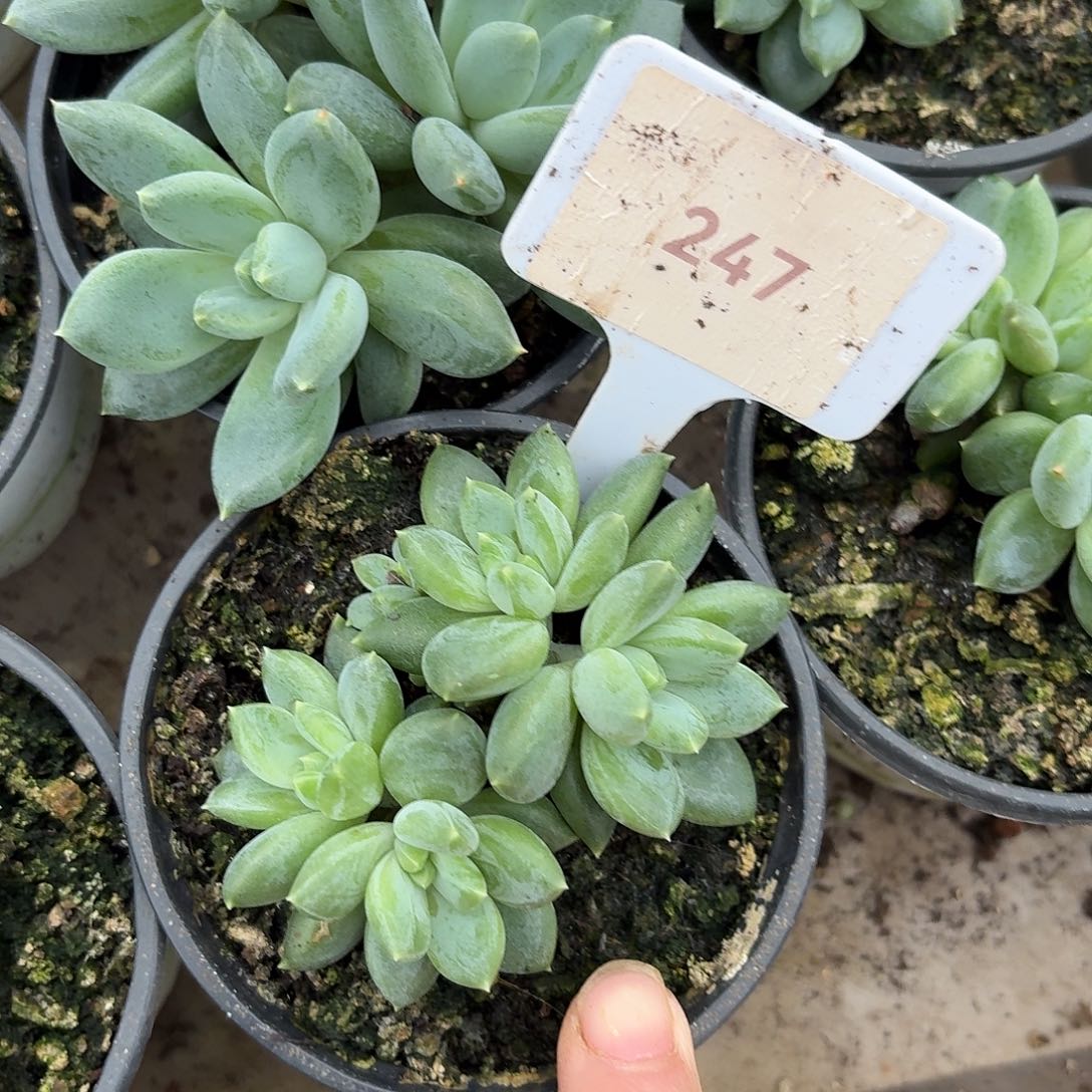 天使之翼1234567891011