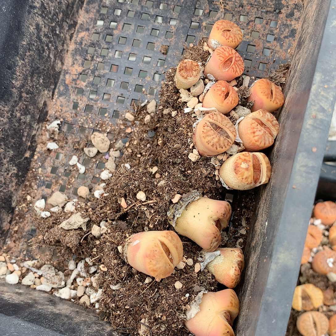 蓝*W375多肉植物保护研究所