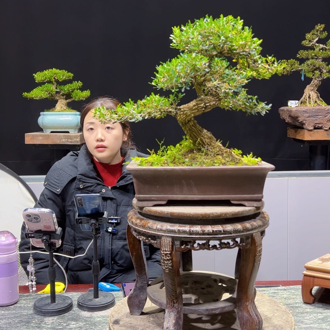 黄杨盆景老桩四季长青