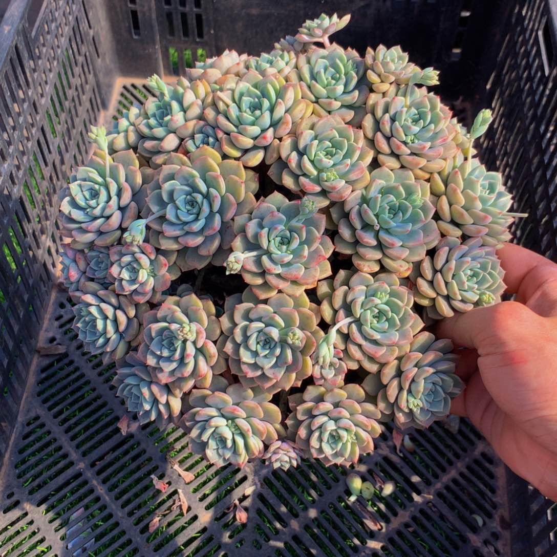 粉布偶群二十头起