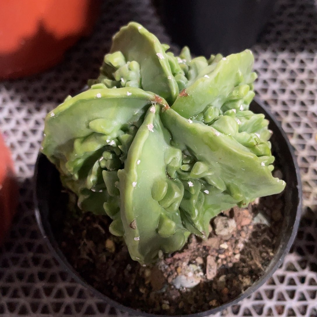 066实生根核桃鸾凤玉