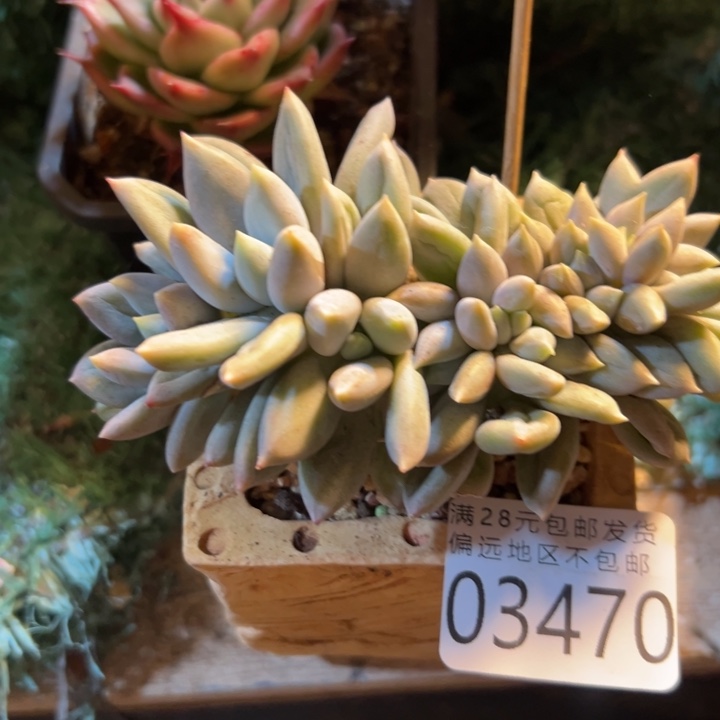 幸运的是我还没遇到幸运