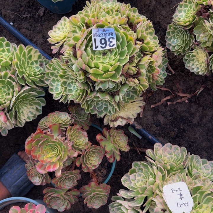 孔雀林花25-10包邮花花