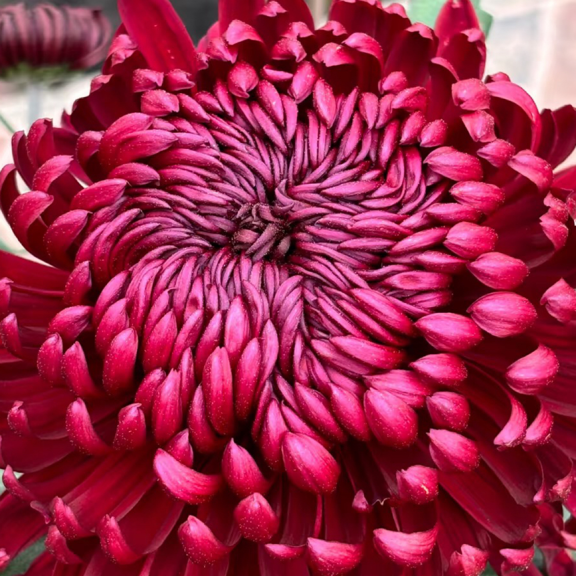 【墨宝】丝菊盆栽大花多年生耐寒好养花卉带花苞发货