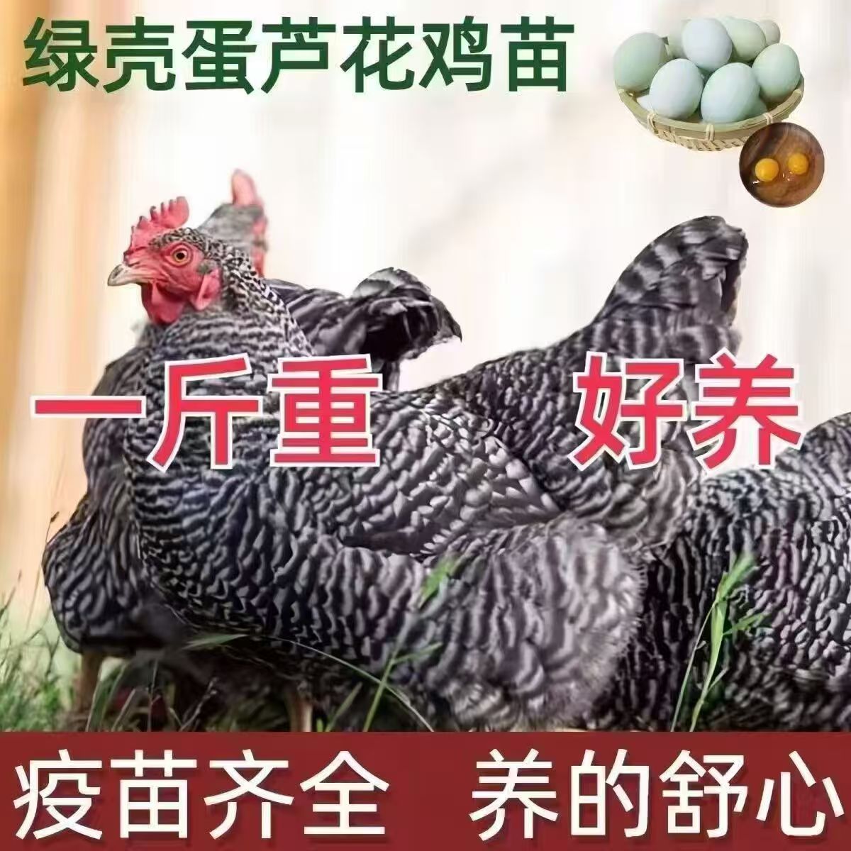 生态农场观赏黑芦花鸡宠物鸡疫苗齐全顺丰包邮到家