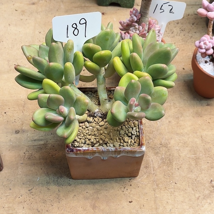 多肉植物，芒果奶189号