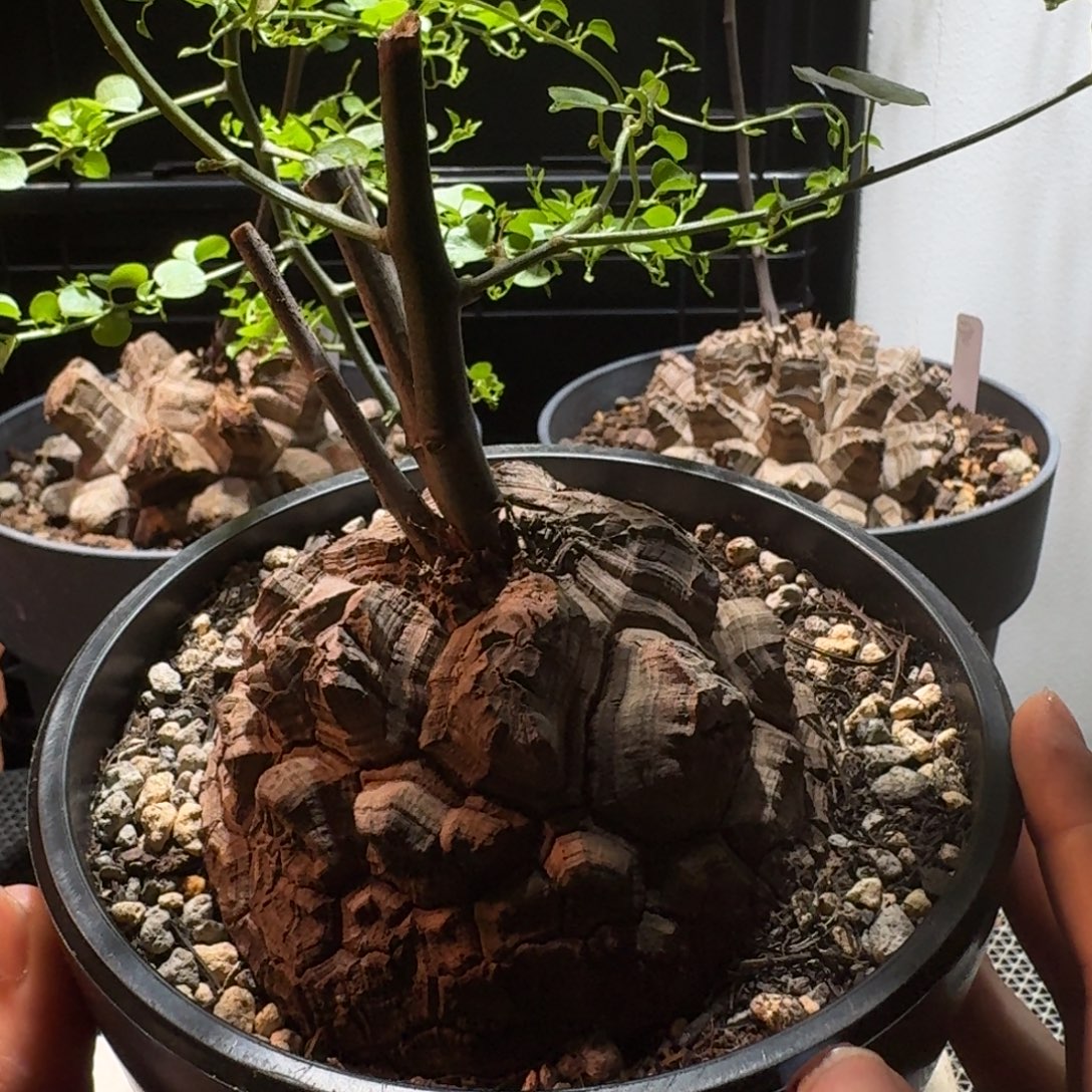 234南非龟甲龙哈哈哈