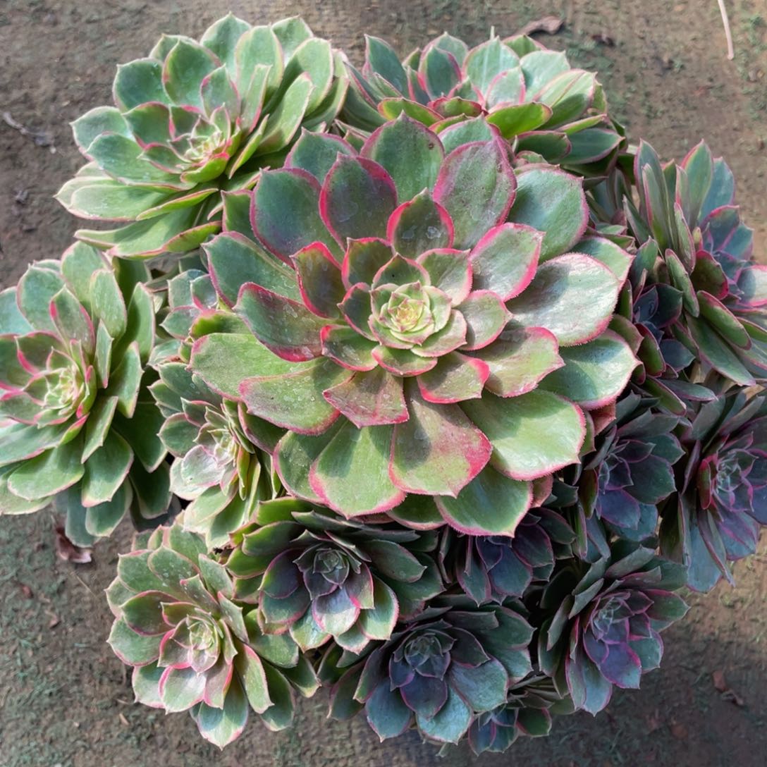 638粉花妖歪杆精品法师老桩