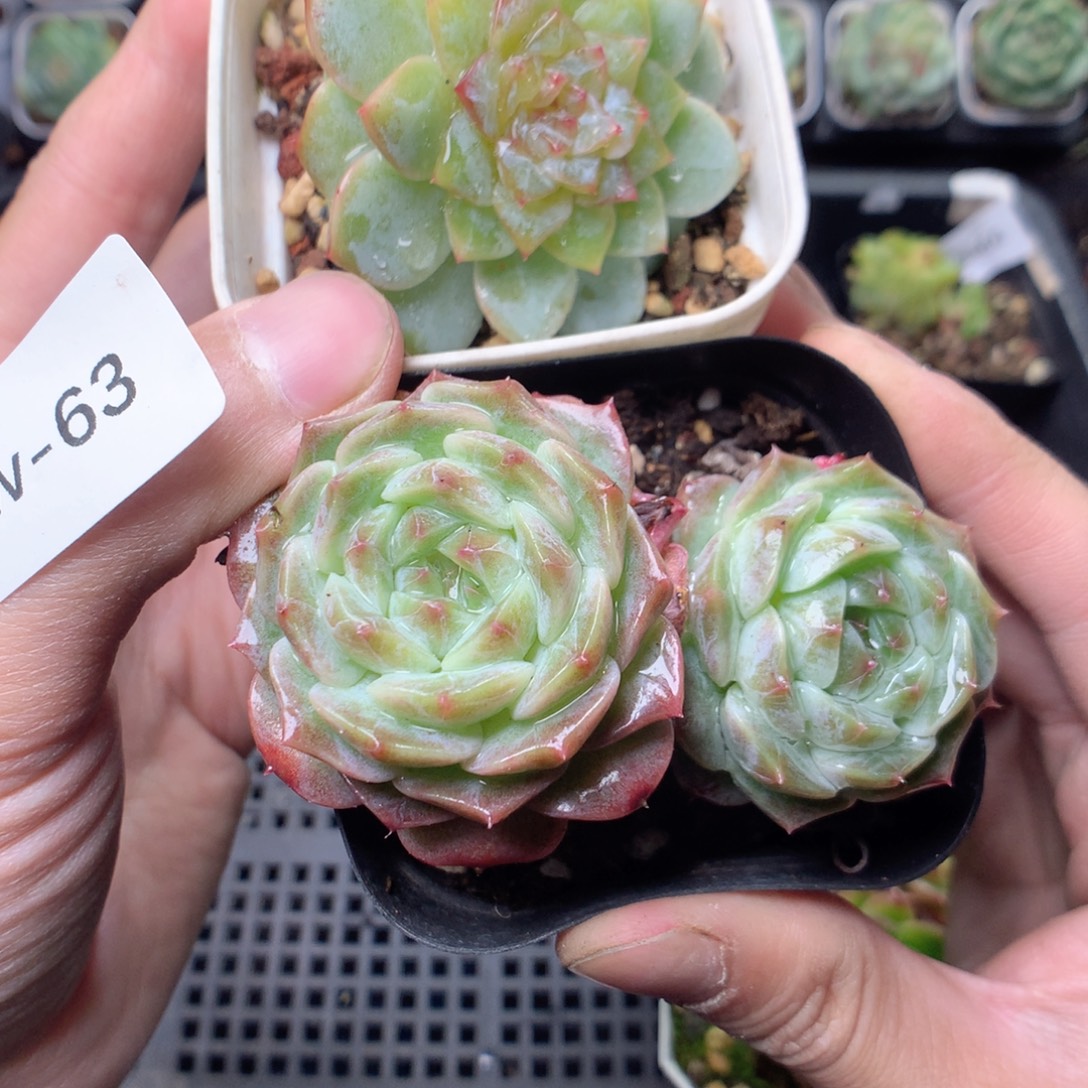 无花朵W63月英语英语英语英语