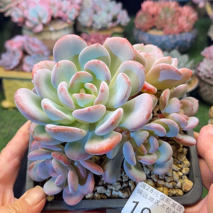 大1964。vzvzvxvcvvbb