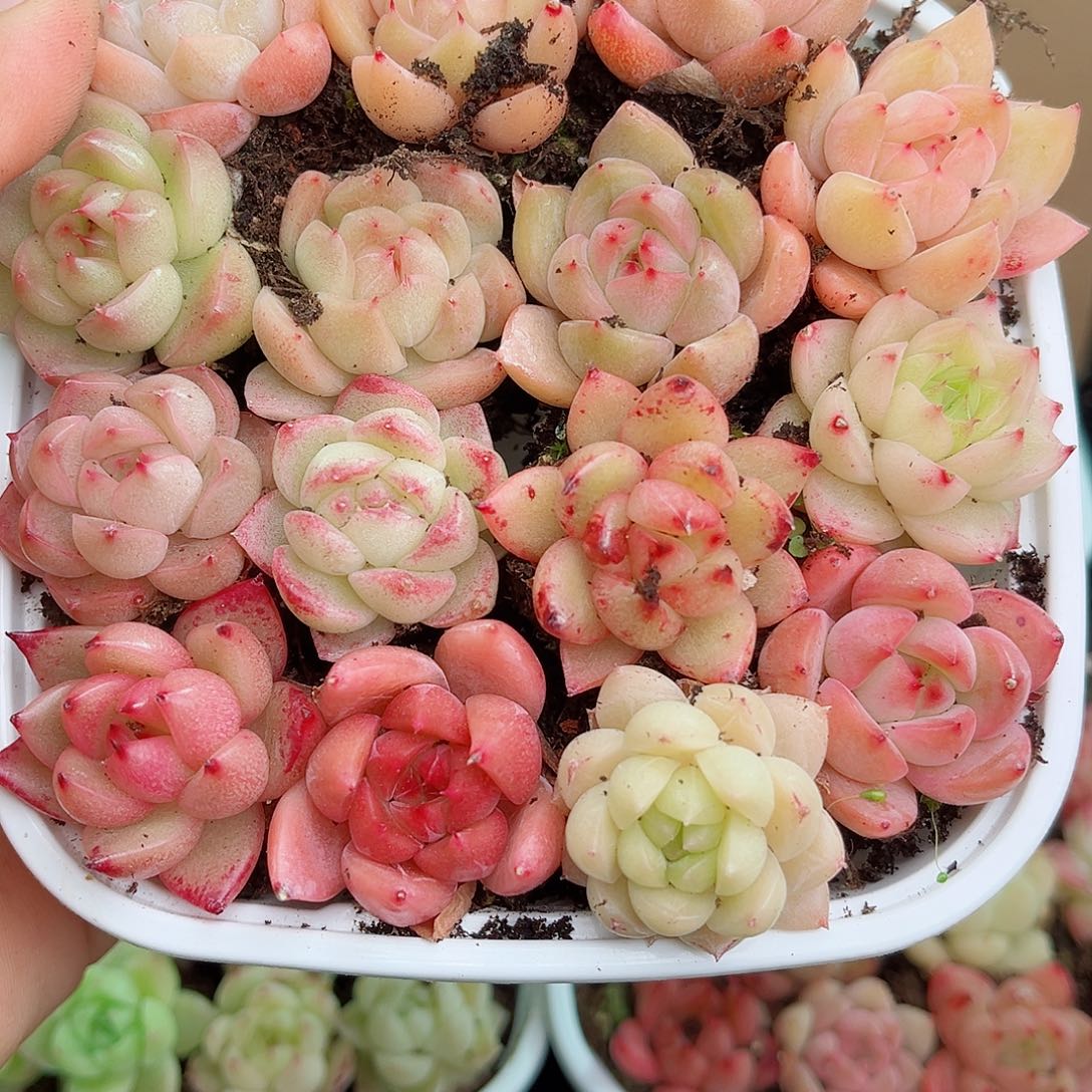 1-611 新疆西藏内蒙不发12.8包邮2-3公分多肉