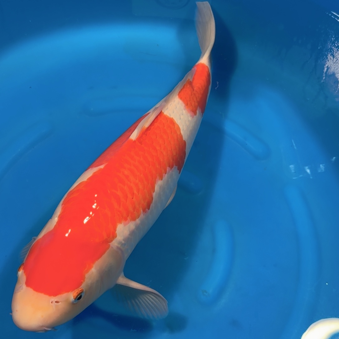 看***行锦鲤阪井红白不包邮