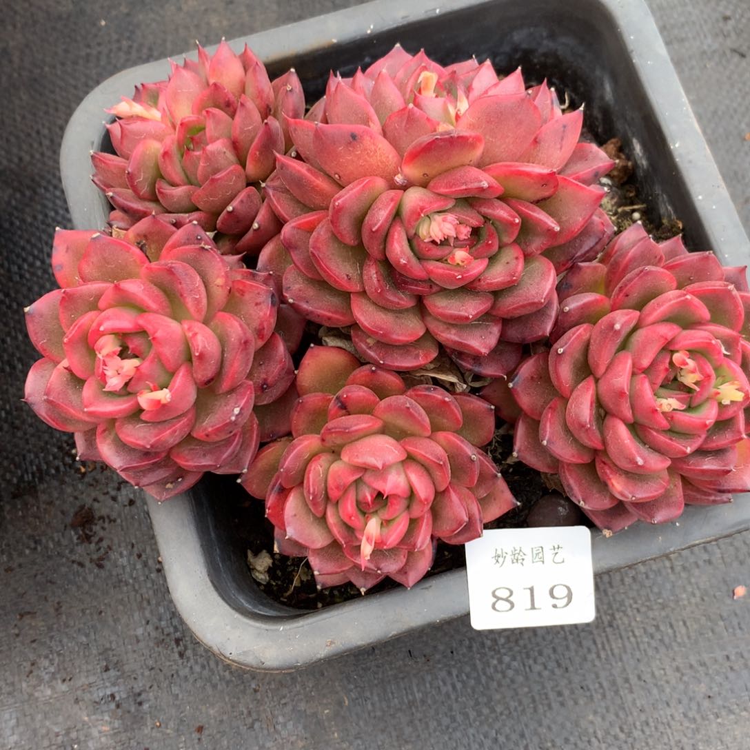 819杂交多肉17厘米