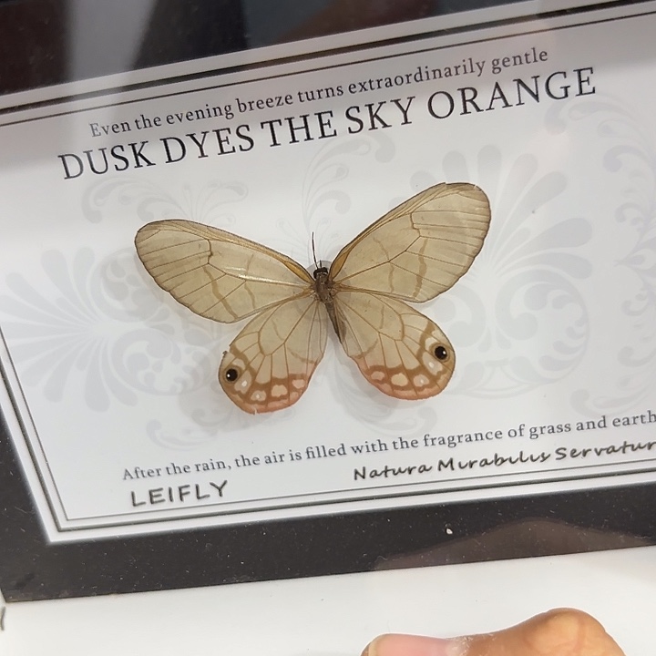 心***蝴蝶标本定制212@