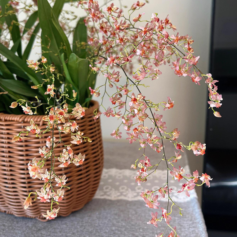 香槟色梦香兰3-5支（0度以下拍保温）室内阳台客厅桌面带香味文心兰