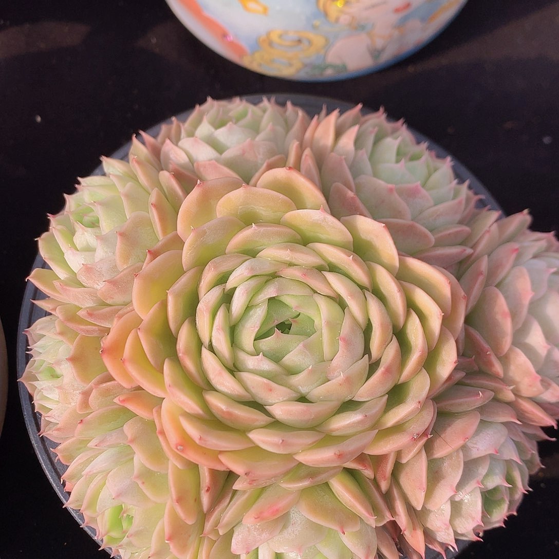 昂斯诺多肉一物一拍