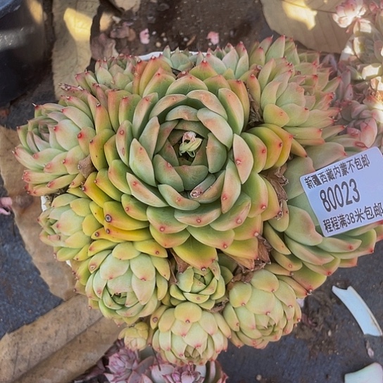 月*麦秆80023多肉