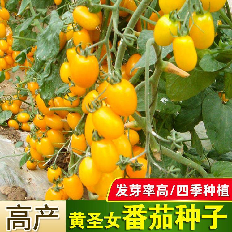 【全店满5元包邮】黄色圣女果种子四季樱桃小番茄蔬菜籽