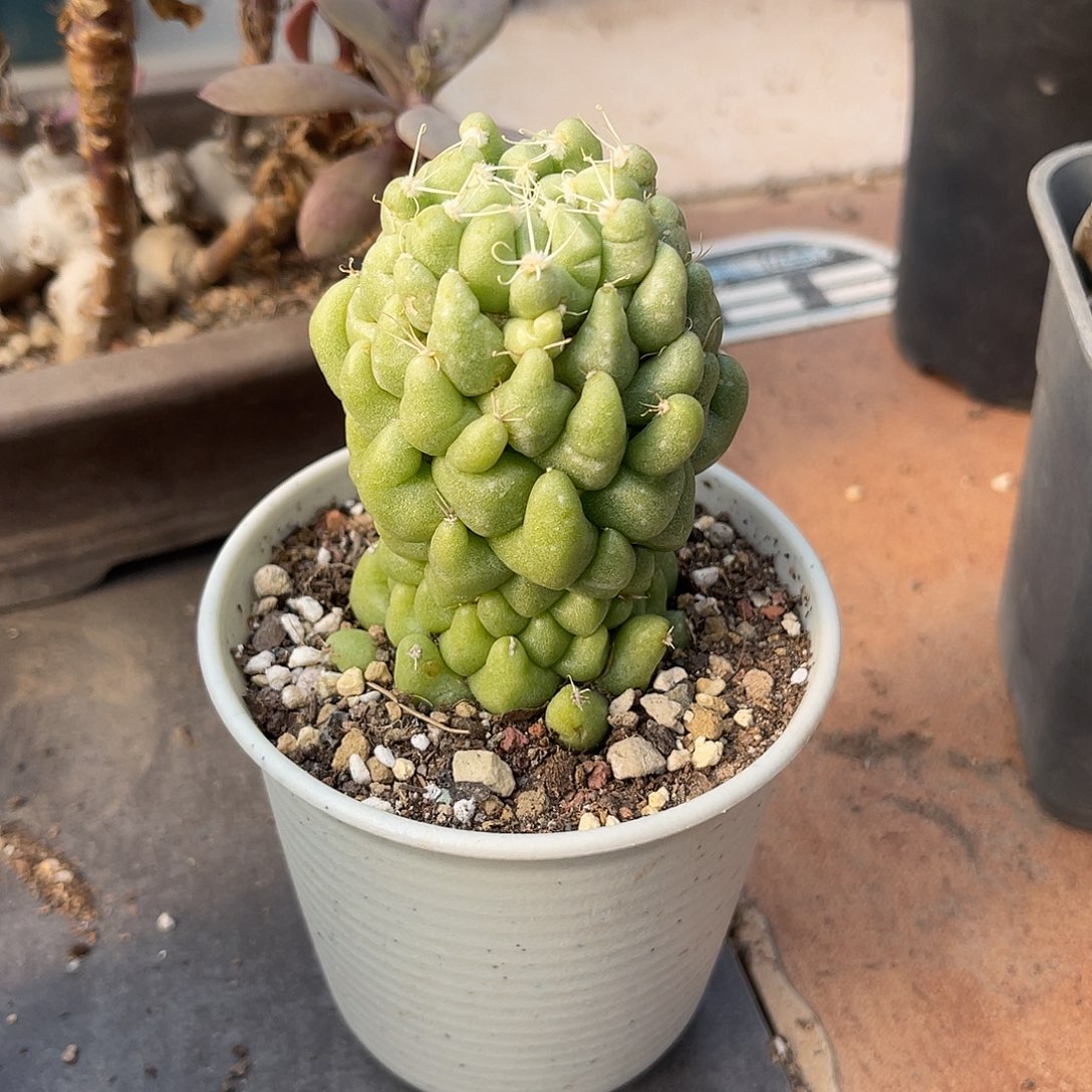 杨贵妃仙人球一物一拍