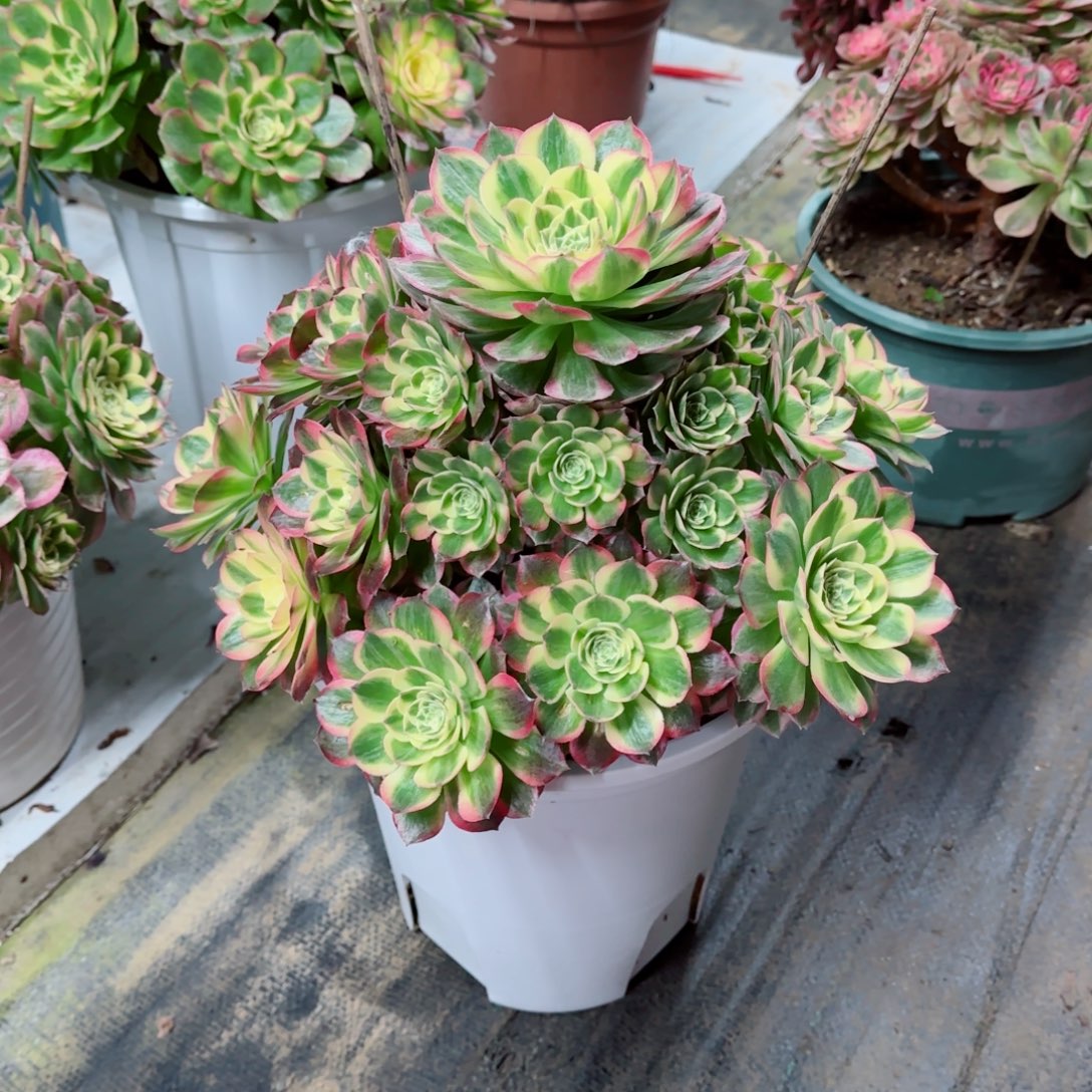 钱***多海鲜，多肉植物生长速度