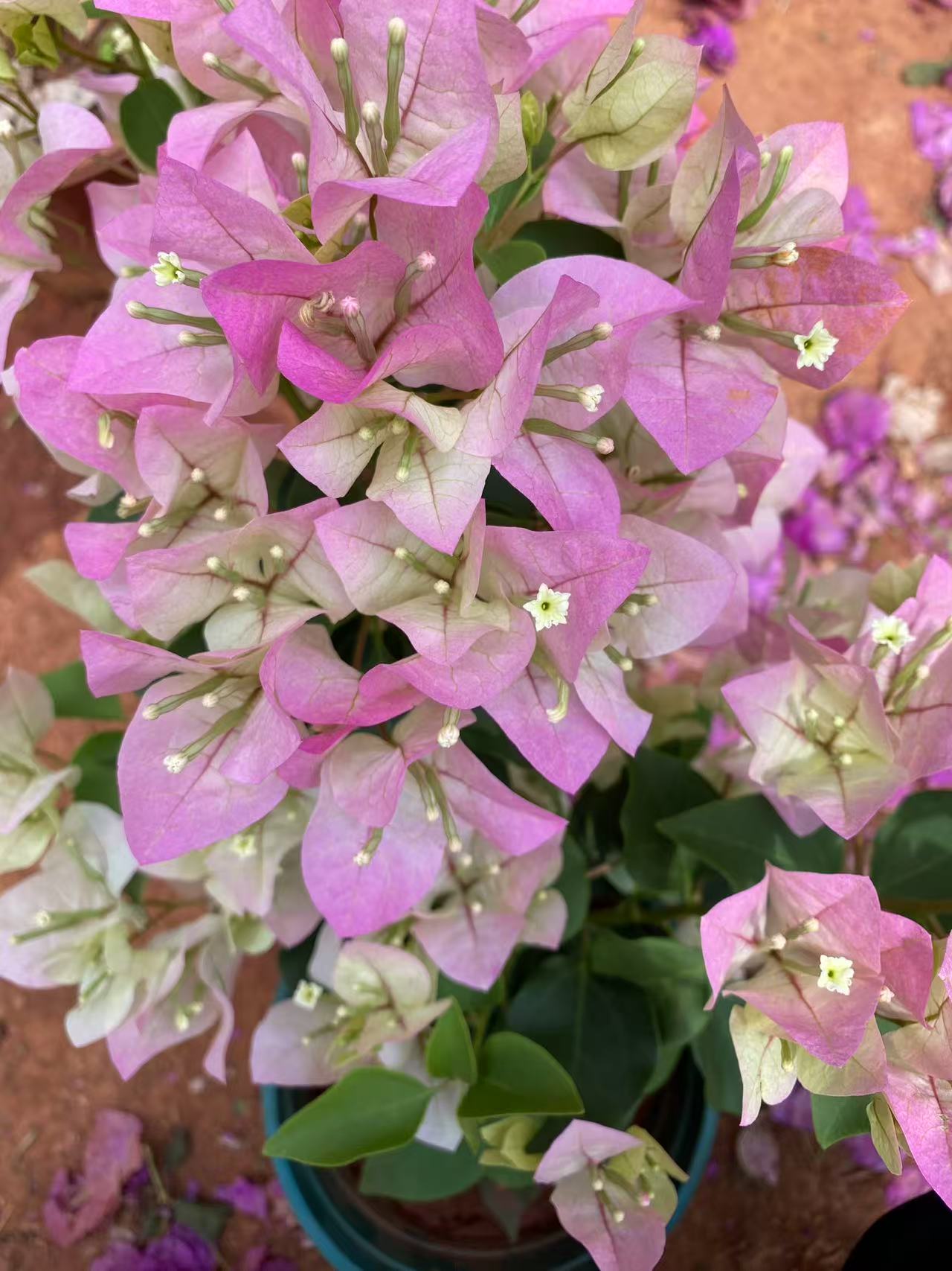 粉色系三角梅盆栽花卉运输会掉花落叶断枝或光杆介意勿拍