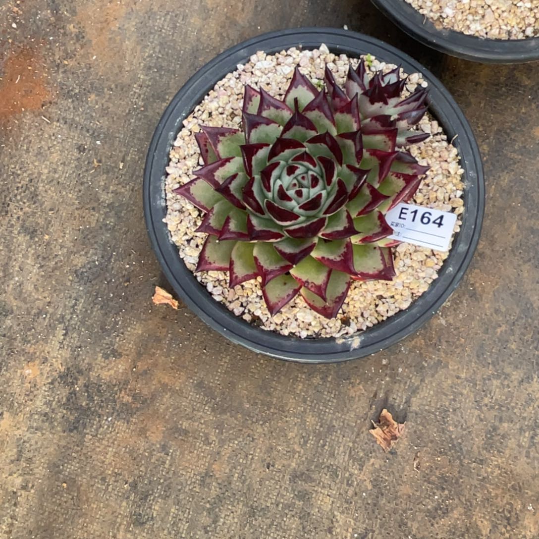 无花朵若如东云单拍E164