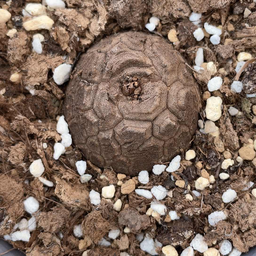 龟甲龙一物一拍3698号4.5cm