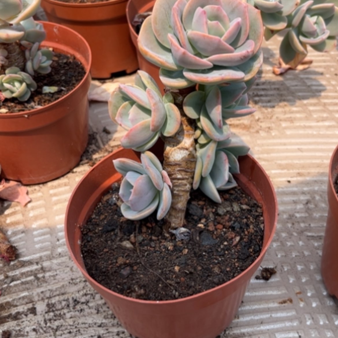 【闪购商品】秋**了凤